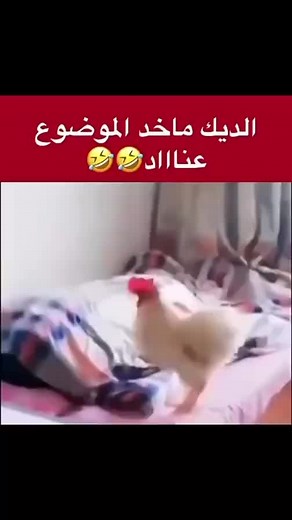 MostaFa AL Gold على TikTok