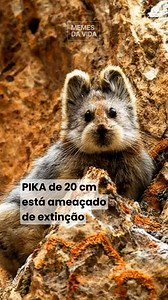 O pika-de-Ili é um pequeno mamífero que mede cerca de 15 a 20 centímetros de comprimento e se destaca pela extrema sensibilidade ao calor. Ele pertence ao mesmo grupo dos coelhos e lebres, mas possui corpo compacto, orelhas curtas e praticamente não tem cauda, características adaptadas à vida em ambientes frios e rochosos. Essa espécie é encontrada principalmente em regiões montanhosas da Ásia Central, como áreas da China e do Cazaquistão, onde vive em encostas, fendas de rochas e campos alpinos