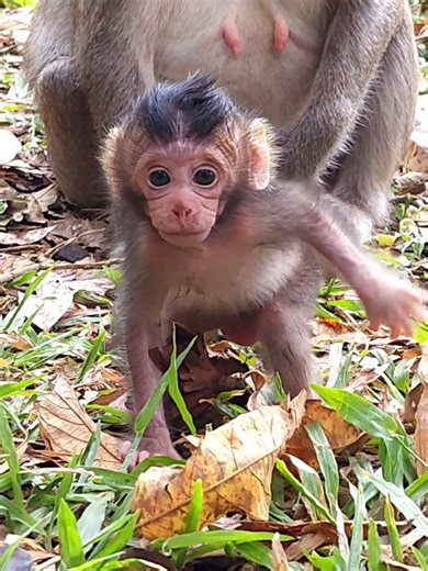Adorable BB Sapphire: The Charming Monkey Experience