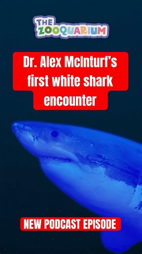 Alex McInturf's AMAZING Shark Encounter
