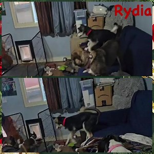 1.3K views · 27 reactions | Rydia, playing with 2 of her 3 foster...