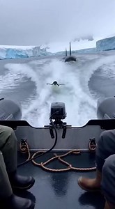 Penguin Outsmarts Orcas in Epic Chase! A penguin's quick thinking saves it from orcas! Generated using Kling AI . . . (For entertainment purposes only. Consult professionals if guidance on activities is presented. No brand affiliation is implied if any are shown. If inspired by true events, creative adaptations may be included. Content may include public footage.) | Fabiosa Life