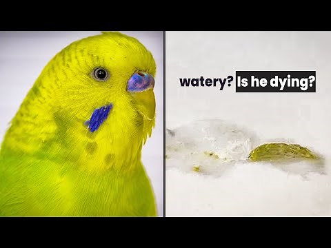 Why is my Budgie Poop Watery?