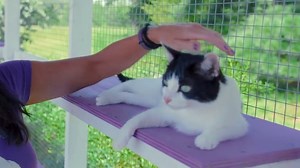 Cat People (TV Series 2021) ⭐ 6.6 | Documentary, Short