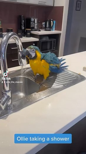703 reactions · 46 shares | Ollie has settled in well with his new family , he likes the bathing facilities they made for him 藍. #macaw #pet #parrot #Australia | Macaws Australia | Facebook