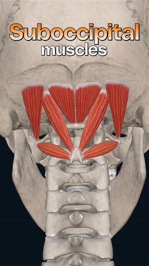 Bradley Blair Osteopath on Instagram: "The suboccipital region is a muscle compartment, located inferior to the external occipital protuberance and the inferior nuchal line. These are anatomical landmarks on the occipital bone of the skull. It is of a pyramidal shape and includes the posterior aspects of the atlas and axis (C1 and C2 vertebrae respectively). This region comprises four pairs of small muscles: Rectus capitis posterior major Rectus capitis posterior minor Obliquus capitis inferior 