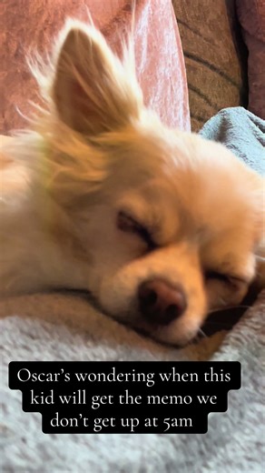 Our dog is not into these early mornings 😂 #chihuahuastiktok #sleepydog #dogsandbabies