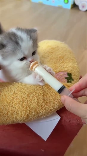 This Kitten Reflex Will Blow Your Mind 😍 #shorts #cute