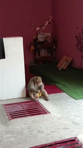 monkey ji ki cuteness overload 😍 🥰 😅😅😅😅😅😅😅😅😅😅😅😅😅