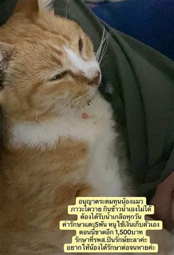 เมตตาน้องด้วยนะคะ หนูอยากให้น้องหายดีค่ะ สามารถอ่านรายเลียดคลิปปักหมุดนะคะ ขอบพระคุณค่ะ #ระดมทุน #แมวจร #แมวส้ม #ช่วยเหลือ #ช่วยเหลือแมว