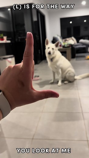 Making an E is hard 😂 #love #rosie #swissshepherd #fyp #CapCut