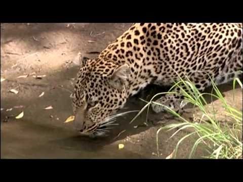 Big Cat Diary - The Lions, The Leopards & The Cheetah's