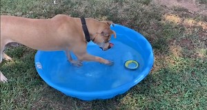 Lester beat the heat today by doing what he enjoys most 🤽‍♂️ #yorkcountyanimalshelter #adoptdontshop #shelterpetsrock #adoptable | Friends of York County Animal Shelter