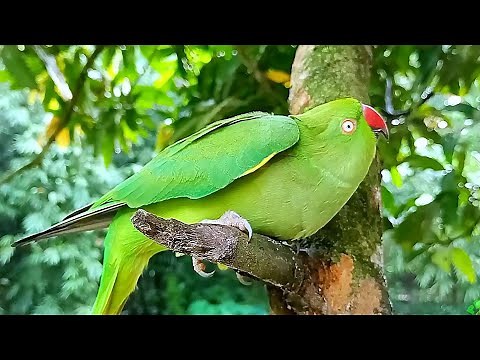 Female Parrot Mating Behaviour | Parrot Mating Sounds