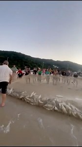 296K views · 5.2K reactions | Pesca da tainha tradição sc Praia brava | Florianópolis Praias SC. | Facebook