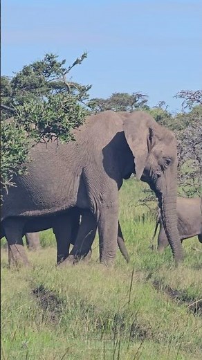 🐘 EPIC Elephant Herd 🐘 #Wildlife #Safari