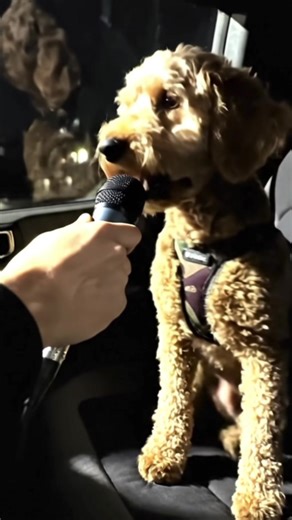 My Dog Raps — #fyp #dog #bars