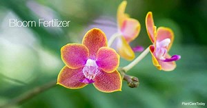 Bloom Fertilizer: How To Grow Vigorous Blooms & Fruit-Bearing Plants