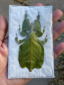 Real Green Leaf Insect Pulchriphyllium Pulchrifolium A1 Grade - Etsy