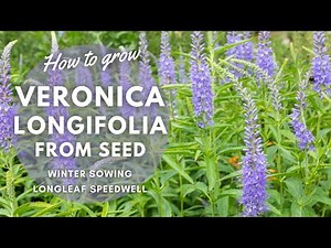How to Grow Veronica Longifolia from Seed | Perennial Garden