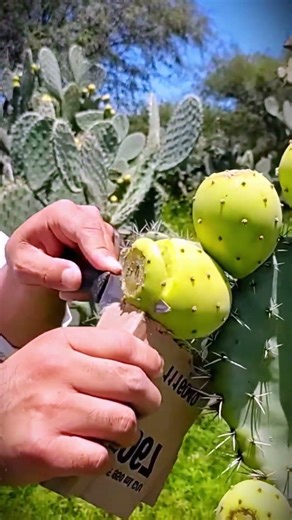 easy way to peel cactus fruit to keep it safe from sharp thorns #shorts