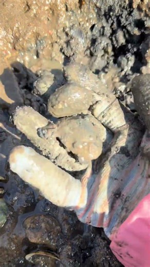 挖蚬子#大连赶海#大连旅游攻略 #大连同城 #挖蛤蜊