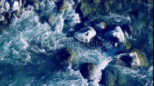 Gradual freezing mountain river (time before winter). Boulders are covered with ice, river backwaters will freeze next. But unfrozen stream it is, because too rapid flow . Super slow motion 1000 fps