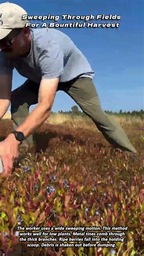 Sweeping Through Fields For A Bountiful Harvest