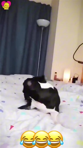 Funny Dog Voiceover Compilation