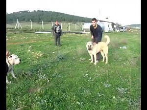 KANGAL VS BULLY