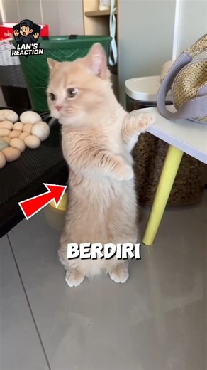 Kucing ini malah bisa berdiri tegak 🐱