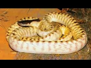 BLACK-HEADED PYTHON & WOMA PYTHON.