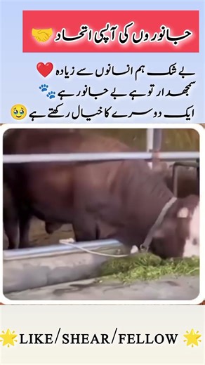 Animals Sometimes Show More Humanity Than Humans 🐾❤️#Humanity #Kindness #AnimalLove #RespectAnimals