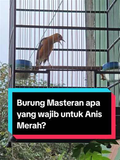 Masteran Wajib untuk Anis Merah yang Sukses