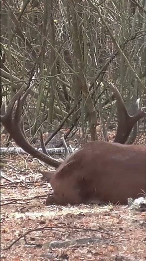 A red deer stag after a fight during the rut