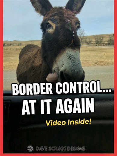 🚨 BORDER PATROL UPDATE – CUSTER STATE PARK (Part 3) 🚨 Heavy enforcement at the cattle guard... again... I exercised my rights... Window? Cracked... Full access? Denied... I did not feel safe... They were actively detaining another vehicle. Officer approached... “Keep walking.” He complied... Situation ultimately de-escalated when carrots were presented on the passenger side... 🥕 We were eventually released without incident... Know your rights. Bring carrots and make sure to display your annua