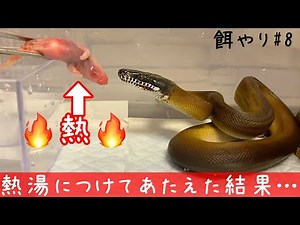 アルバーティスパイソンノーザンの餌やり#8♦️Leiopython albertisii feeding#8
