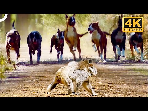Wild Dingo Dogs Chase A Koala And Her Baby! 😱 | 4K Animal Documentary