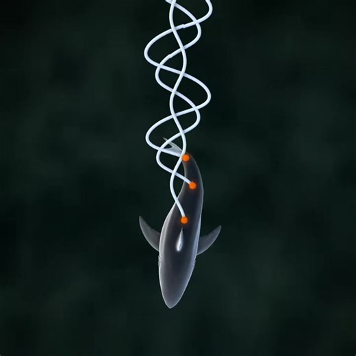 For I wanted visualize some of the mathematical harmony in the movement of a shark. #oscillation #sharkweek, #sinusoidal #kinematics #sinewave #visualization #shark | Beau Janzen