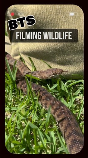 18 reactions | This is one of our newest rescues. It’s a Children’s...