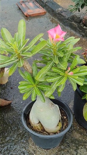 adenium care after grafting adenium care in rainy season adenium plant varieties