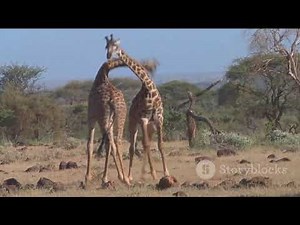 Love in the Wild (The most amazing mating rituals of animals)