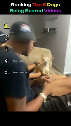 Ranking Top 5 Funny Dogs Reactions for Being Scared🤣