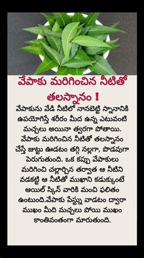 Boiled Neem Leaves Water Benefits | Powerful Health Secrets of Neem | Natural Detox & Booster