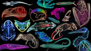 Scientists CT scanned thousands of natural history specimens, which you can access for free