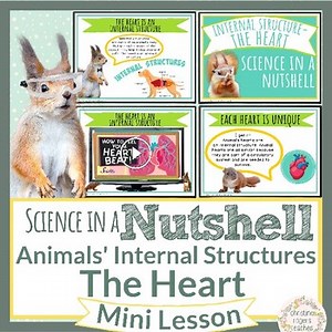 Animals Internal Structures The Heart 4th Grade NGSS Science in a Nutshell