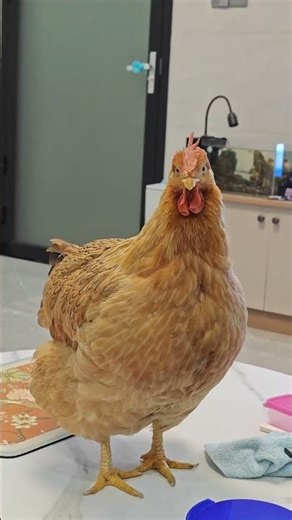 Meet the Adorable Pet Chicken: A Hen's Cutest Debut