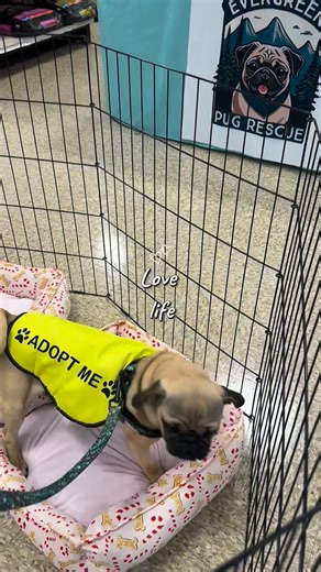 Evergreen Pug Rescue on Instagram: "💚🐾 We’re set up and ready! 🐾💚 Our very first adoption event as part of the Bring Love Home Challenge is officially underway at the Marysville PetSmart — and we couldn’t be more excited! The dogs are here, the treats are stocked, the snorts are flowing, and all we need now is YOU. Come say hi, meet some adorable pups, and help us kick off this milestone day with love, joy, and community. See you soon — let’s Bring Love Home together! 🏡✨ #BringLoveHome #Bes