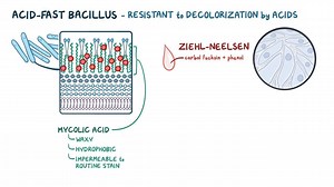 Video: Mycobacterium leprae - Video Explanation! | Osmosis | Osmosis