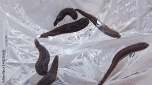 Hirudo medicinalis are widely used all around the world today and in the past in healing, rejuvenation, cure diseases in organs. They thin blood with saliva, sucking out infected and dirty lymph